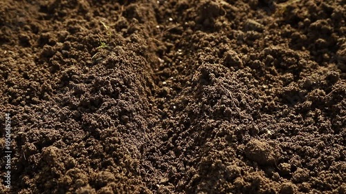 Close up of a farmer's hands sowing radish seeds into fertile soil in vegetable garden