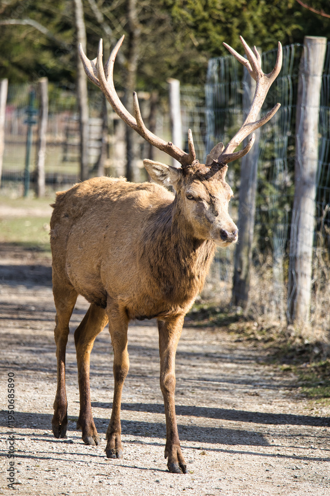 Fototapeta premium Red deer stag standing on a rural path with large antlers in natural wildlife environment