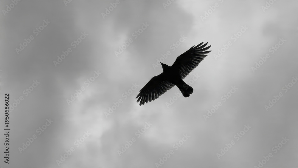 Fototapeta premium Black Crow Soaring in Overcast Grey Sky