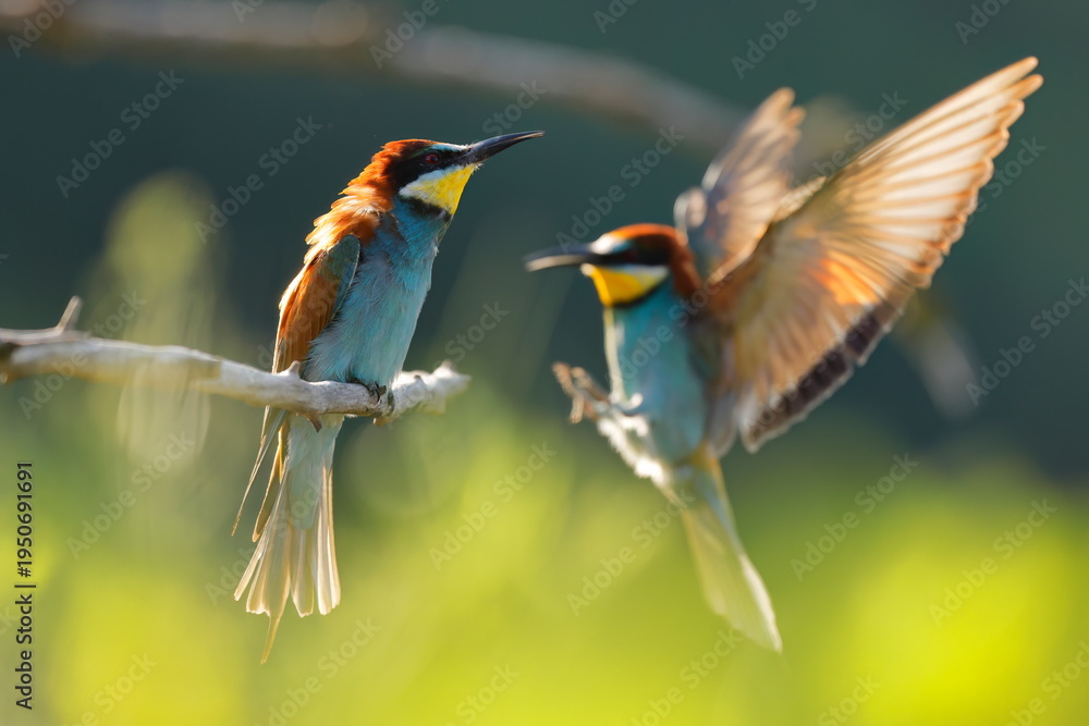 Fototapeta premium uropean Bee-eater (merops apiaster) Landing Next to Perched Bird on Branch in Golden Evening Light