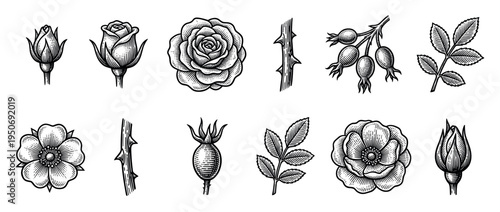 Collection of vintage rose illustrations in a woodcut style, showing flowers, buds, leaves, thorny stems, and rose hips, meticulously detailed with black ink line art