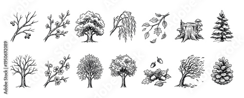 Various hand-drawn tree illustrations and natural elements depict different seasons and growth stages in a detailed, artistic sketch style