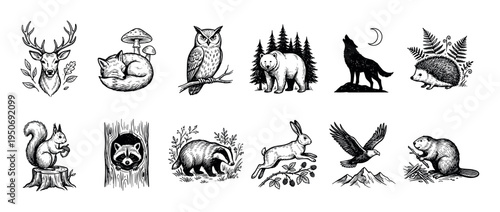 Hand-drawn forest animal illustrations set in a vintage engraving style featuring a deer, fox, bear, wolf, owl, and other woodland creatures for a classic, natural design element