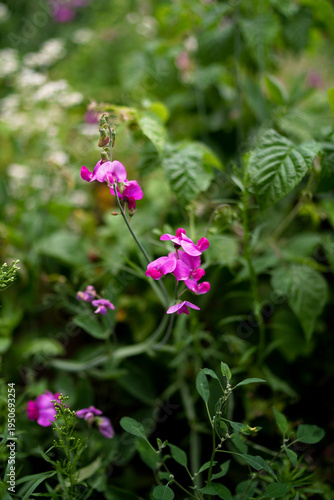 Bright pink sweet pea flowers blooming in a summer garden close-up