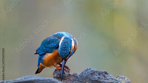 Vibrant Kingfisher Bird Perched on Branch with Soft Bokeh Background