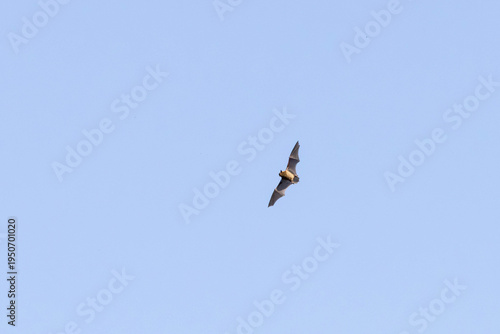 Fotografie Fledermaus im Flug