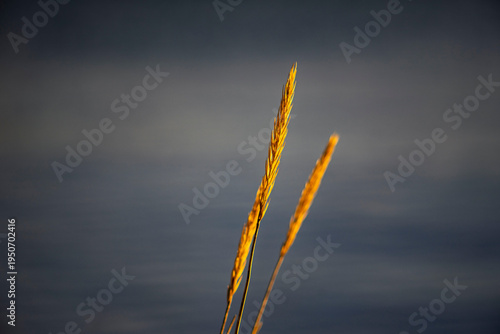 Golden dry grass stalks glowing in the sunset light against a dark moody background