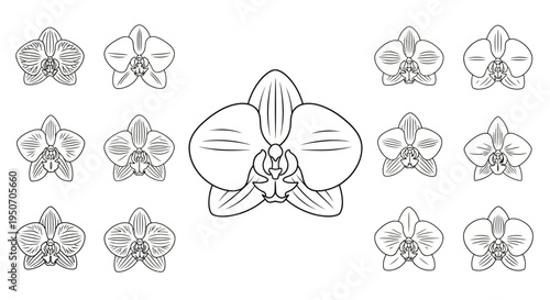 Detailed line drawings of orchids flower.
