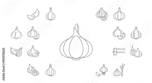 Onion Vegetable Illustration Line Drawing.