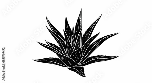 Black and white silhouette vector illustration of an aloe vera succulent plant with spiky leaves in a rosette pattern, isolated on a white background for botanical graphic design.