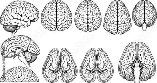 Human brain anatomy set with multiple views and cross sections, medical illustration isolated on white background for education and healthcare design