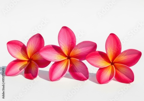 Three pink and yellow plumeria flowers isolated on white background with shadows on surface
