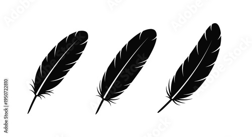 Three black feathers displayed against a white background silhouette