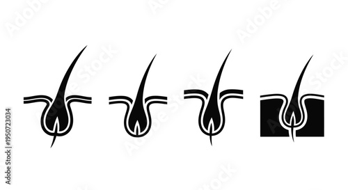 Diagram of hair follicles in varying stages black silhouette
