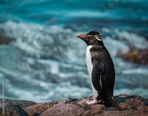 pingüino de penacho amarillo en la costa.