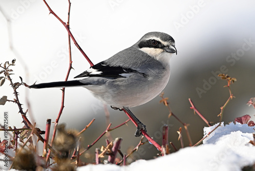 Tableau sur toile a beautiful great grey shrike bird in the snow