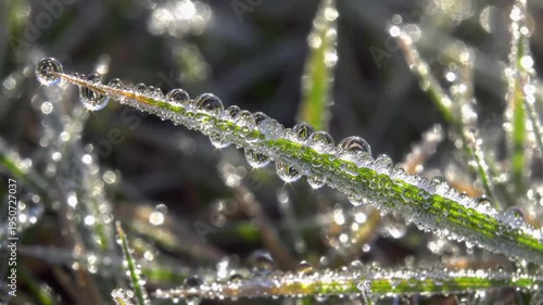 Close-up Macro Shot of Dewdrops on Blades of Grass in Morning Light.