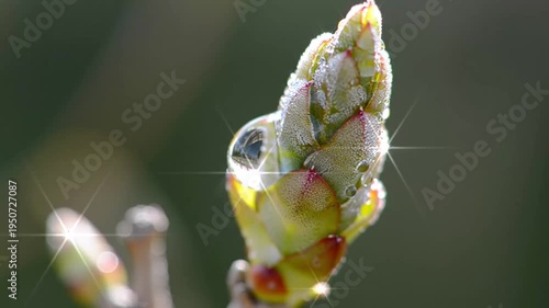 Close-up of a budding plant with dew drops in soft sunlight.