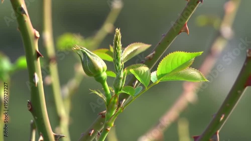 Close-up of a Rose Bud and New Leaves in Spring Sunlight.