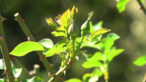 Close-up of a Rose Bush Branch with New Growth and Buds in Spring Sunlight.
