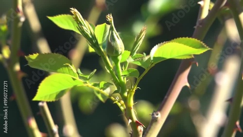 Close-up of a Rose Bush Branch with New Growth and Thorns.