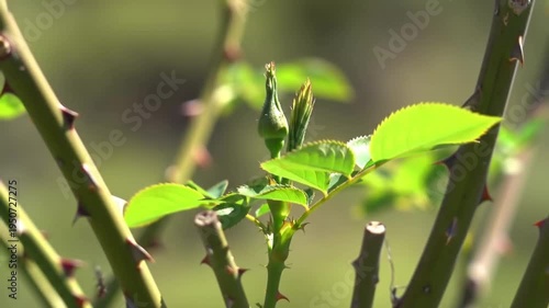 Close-up of a Rose Bush Bud and New Leaves in Spring Sunlight.