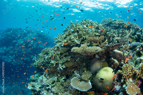 Shallow corals and fish thrive on a reef in the midst of the Bligh Channel in Fiji. Fiji's coral reefs support high marine biodiversity and make a popular destination for scuba divers and snorkelers.