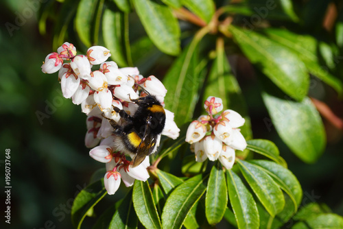 Bumblebee species in the Bombus lucorum-complex on white flowers of Pieris (Pieris japonica). Queen. Spring. March, Netherlands	