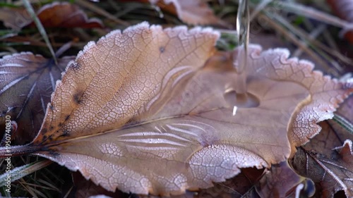 Close-up of Frosty Leaf with Water Droplet and Ripples in Autumn.
