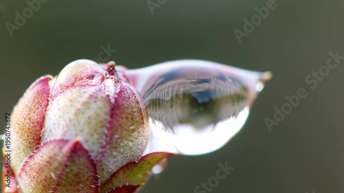 Macro shot of a water droplet on a plant bud in soft focus.