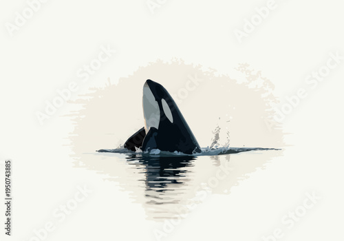 Orca Killer Whale Jumping Water Splashing Ocean Sea Wildlife
