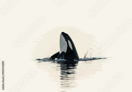 Orca Killer Whale Jumping Out Of Water In Ocean With Splash