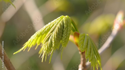 New Spring Leaves Unfurling on a Tree Branch in Soft Sunlight.