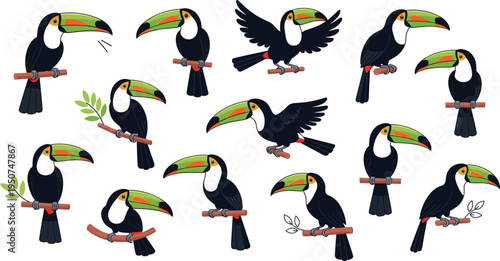 Large collection of exotic toucan bird character vectors in various poses sitting on branches flying and singing for tropical wildlife nature design projects.