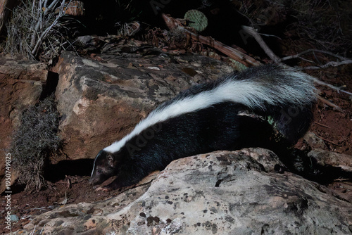 A Striped Skunk makes its way over lichen covered boulders on a wildlife trail in the mountains of Southern Utah USA as it's photographed with a remote camera on a dark night. 