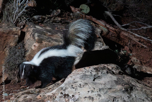 A Striped Skunk turns its head towards the camera, its right front paw lifted showing pink toes and claws as it's photographed with a camera trap on a remote wildlife trail at night.