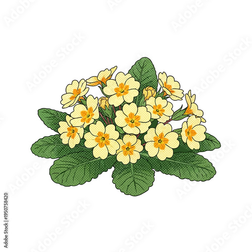 Vector illustration of a blooming primrose flower cluster with green leaves, isolated on white, high detail drawing