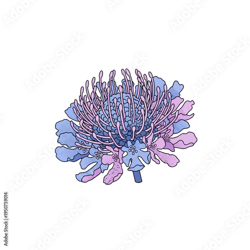 Beautiful Scabiosa flower vector illustration, delicate pincushion bloom in soft pink and blue hues, perfect for decorative designs and nature-themed projects