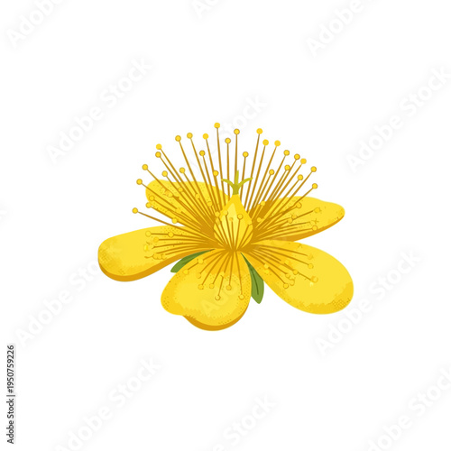Vibrant yellow St. John's Wort flower Vector illustration, ideal for botanical, herbal, and natural medicine designs, promoting wellness