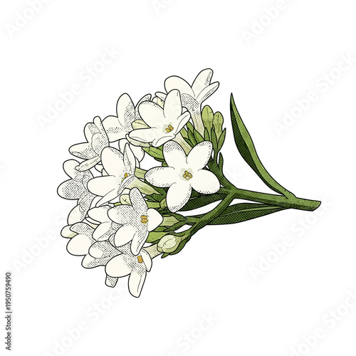 Sweet Alyssum Flowers Vector Illustration, Tiny White Blossoms with Green Stems and Leaves on White Background, Delicate Floral Arrangement