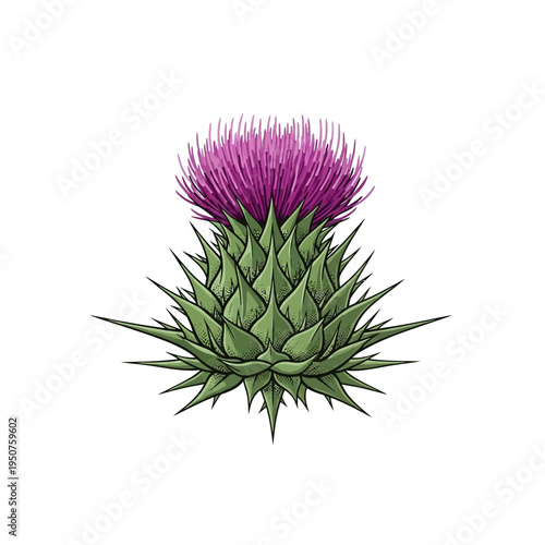 Vibrant Vector Illustration of a Beautiful Thistle Plant, Featuring its Distinctive Purple Bloom and Thorny Green Leaves, a Detailed Botanical Drawing Capturing Wild Nature's Charm