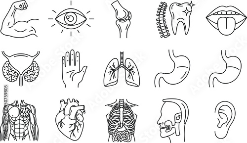 Human body internal organs and anatomy line icons set featuring heart lungs brain stomach spine and muscular system.