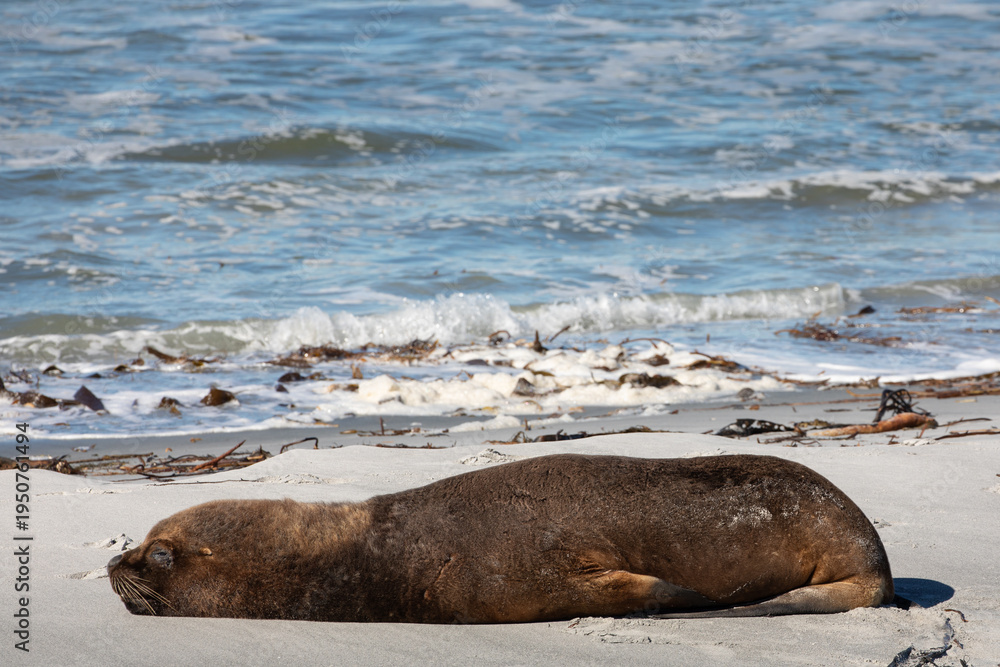 Fototapeta premium Large male Southern Sea Lion (Otaria flavescens) sleeping on the sands of Sealion Island in the Falkland Islands.