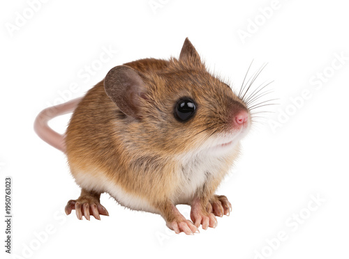 Small brown house mouse with delicate whiskers and big dark eyes, isolated PNG on transparent background, perfect for design