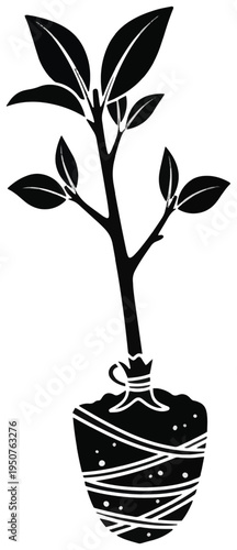 Young sapling with wrapped root ball ready for planting—tree nursery, transplanting, and gardening concept.