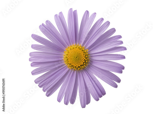 Tableau sur toile Vibrant purple aster flower with a bright yellow center, its delicate petals bea