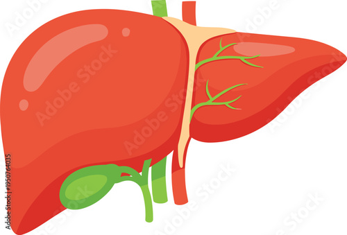Human liver anatomy illustration showing bile ducts, gallbladder, blood vessels, digestive system organ medical educational biology diagram flat vector