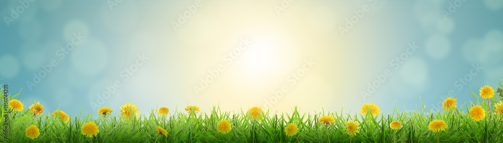 Naklejka premium Yellow dandelions growing among green grass under blue sky. Spring season