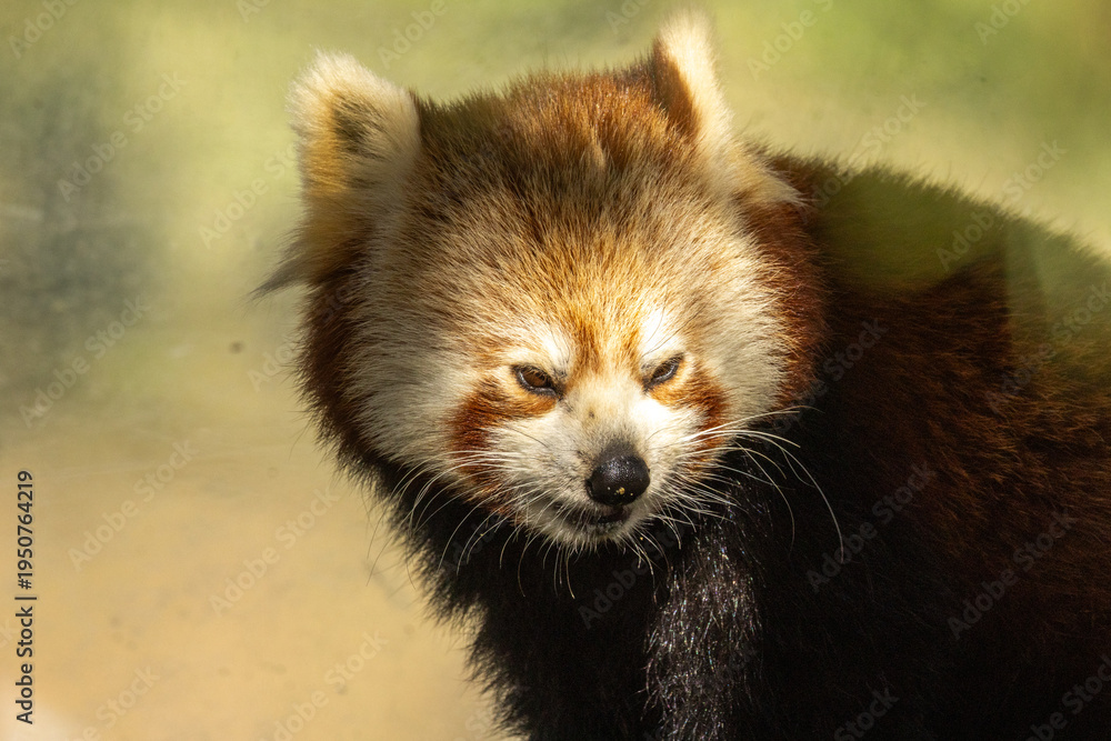 Fototapeta premium Panda roux