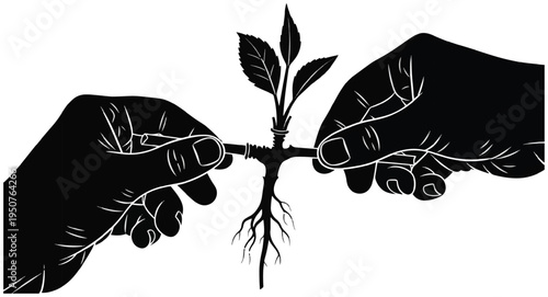 Hands grafting a young plant cutting together for growth and sustainable gardening concepts.